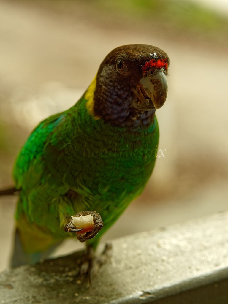 20210811 Australian ringneck 3 HS Social.jpg