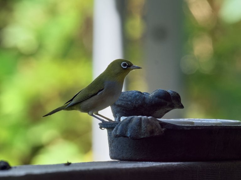 20210317 Silvereye bird 1 HS.jpg