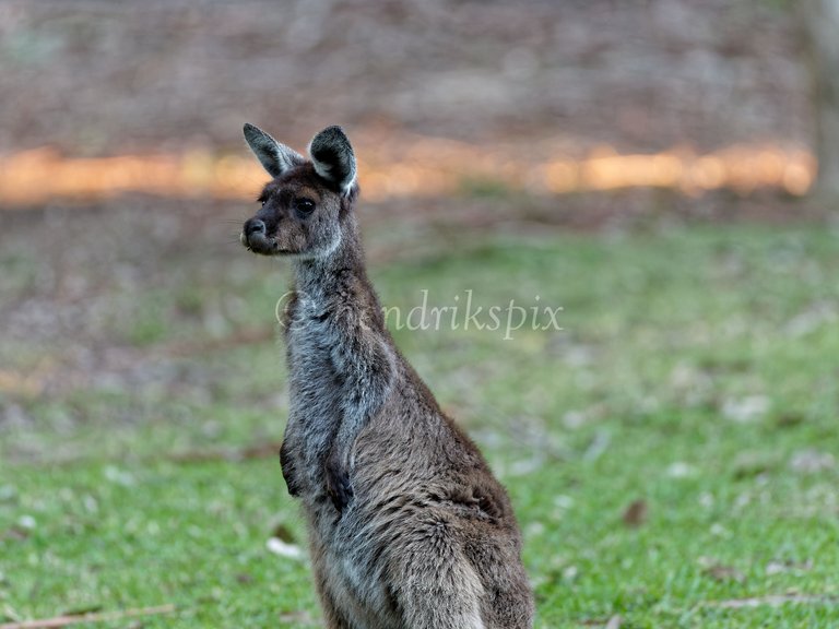 20210811 Wallaby 1 HS Social.jpg