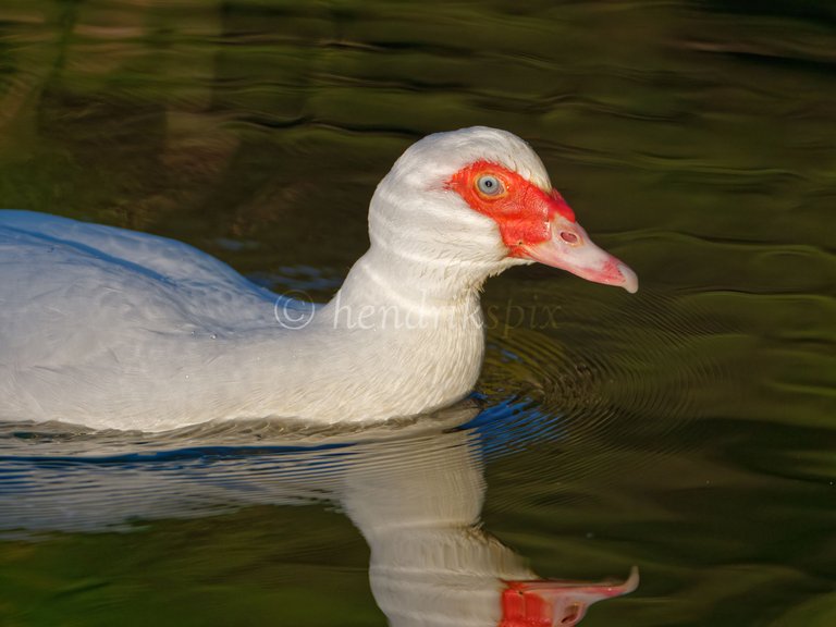 20210811 White Muscovy duck 3 HS Social.jpg