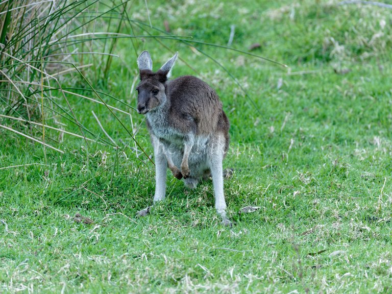 20210811 Wallaby 4 HS Social.jpg