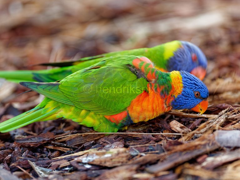 20210520 Rainbow Lorikeet 02 HS 20210811.jpg