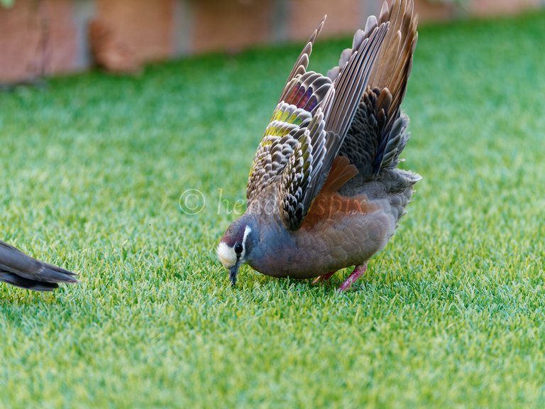 20211021 Bronzewing pigeon 17 HS Social.jpg