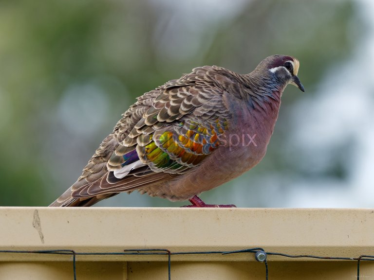 20210520 Bronzewing male 02 20210811.jpg