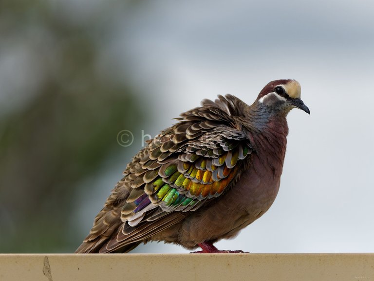 20210520 Bronzewing male 06 20210811.jpg