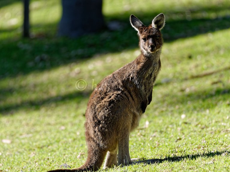 20210811 Wallaby 5 HS Social.jpg