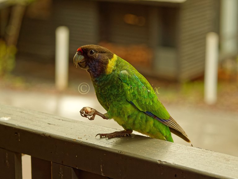 20210811 Australian ringneck 7 HS Social.jpg