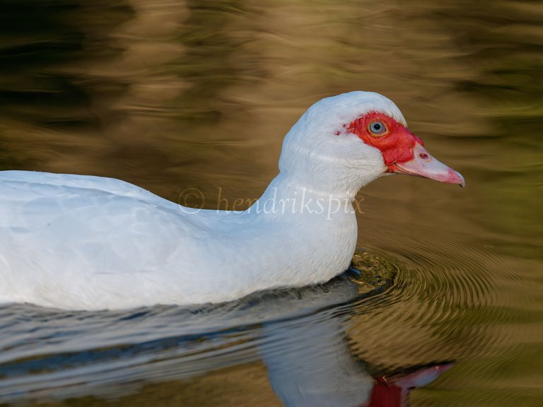 20210811 White Muscovy duck 1 HS Social.jpg