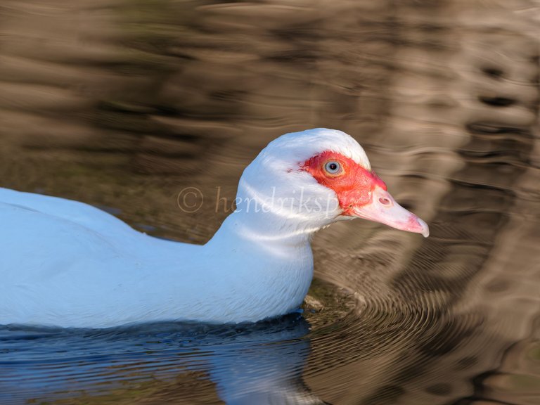 20210811 White Muscovy duck 2 HS Social.jpg