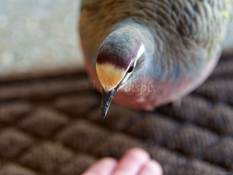 20211021 Bronzewing pigeon 6 HS Social.jpg