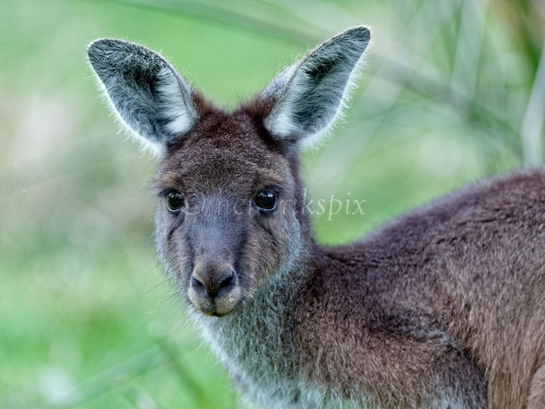 20210811 Wallaby 2 HS Social.jpg