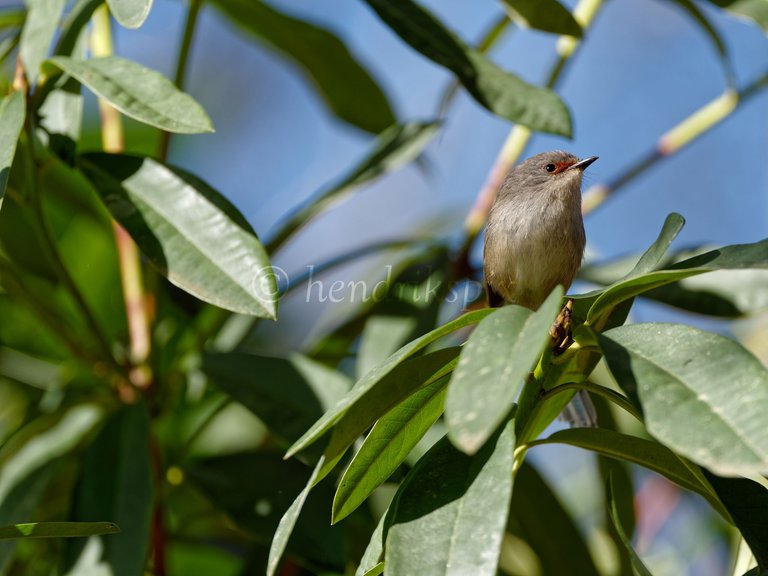 20210811 Red-winged fairywren 51 HS Social.jpg