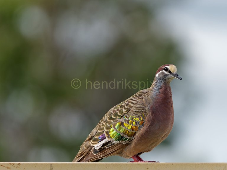 20210520 Bronzewing male 03 20210811.jpg