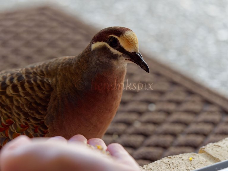 20211021 Bronzewing pigeon 4 HS Social.jpg