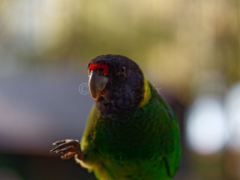 20210811 Australian ringneck 11 HS Social.jpg