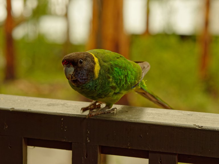 20210811 Australian ringneck 14 HS Social.jpg