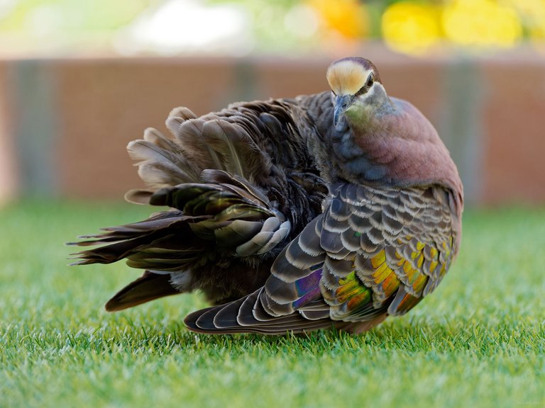 20211021 Bronzewing pigeon 14 HS Social.jpg