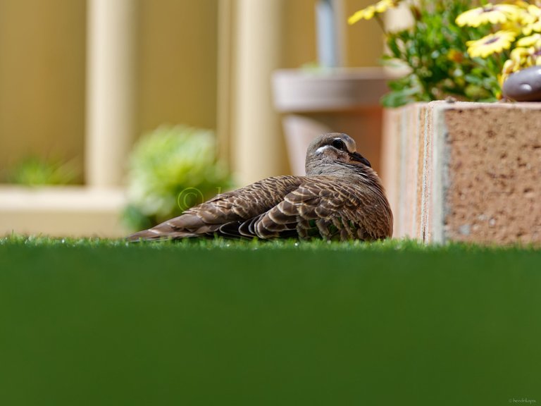 20211021 Bronzewing pigeon 15 HS Social.jpg