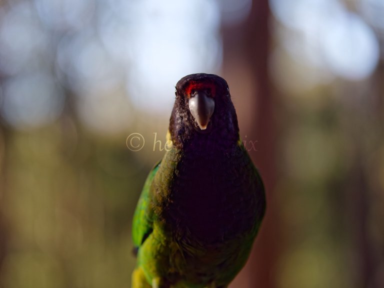 20210811 Australian ringneck 10 HS Social.jpg