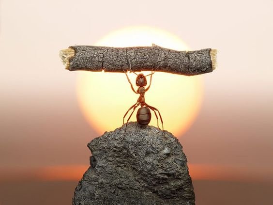 5 LESSONS FROM THE ANT