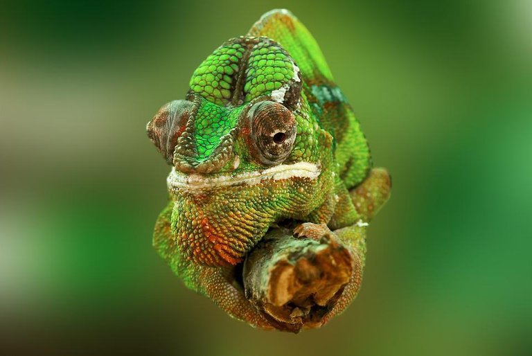 chameleon-540655_960_720 (2).jpg