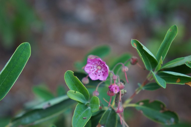 Kalmia angustifolia, Kalmia à feuilles étroites, Sheep Laurel