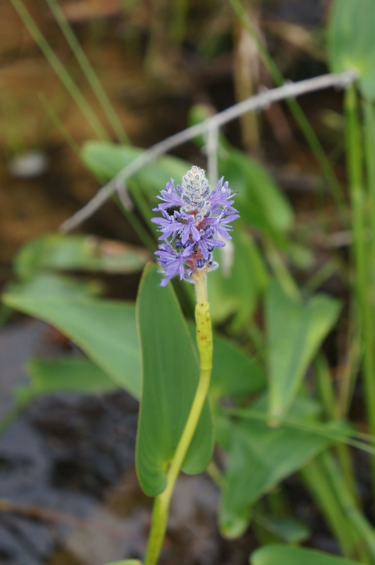 Pontederia cordata, Pontédérie cordée, Pickerelweed
