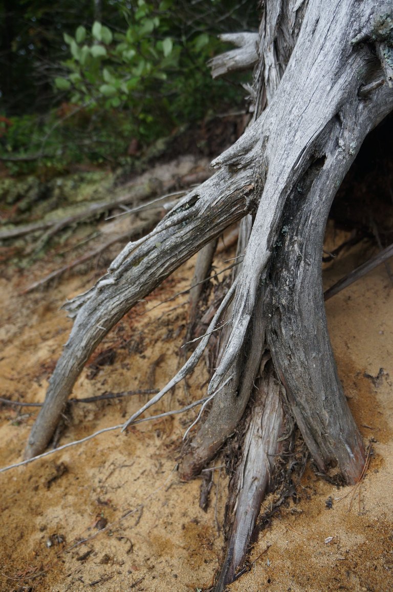 DSC08490.JPG