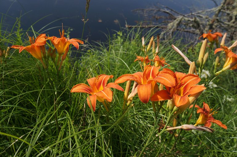 Hemerocallis fulva, Hémérocalle fauve, Orange Daylily
