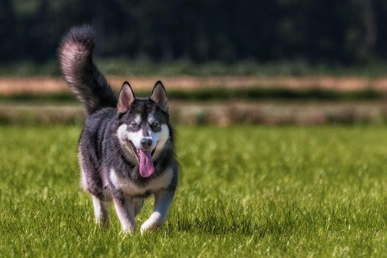 20170522_Alaskan Malamute_1074.jpg