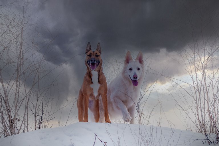 Rowan & Myla Maashorst Sneeuw.jpg