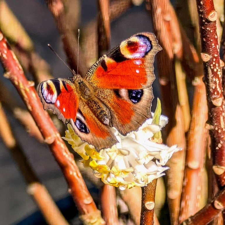 vlinder tuincentrum heesch.jpg