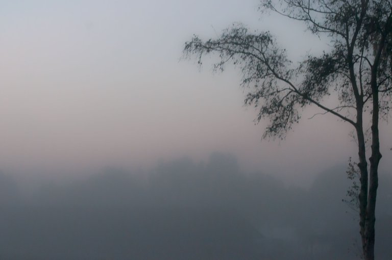 Qurator Fog 1.jpg