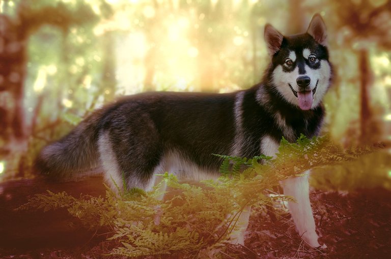 20170522_Alaskan Malamute_1092.jpg