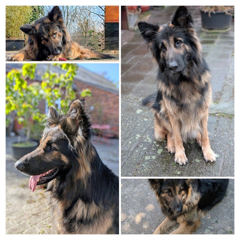 Skipper collage.jpg