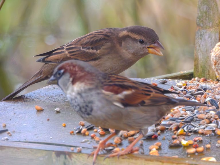 Sparrows, Chickadees & a Finch! 