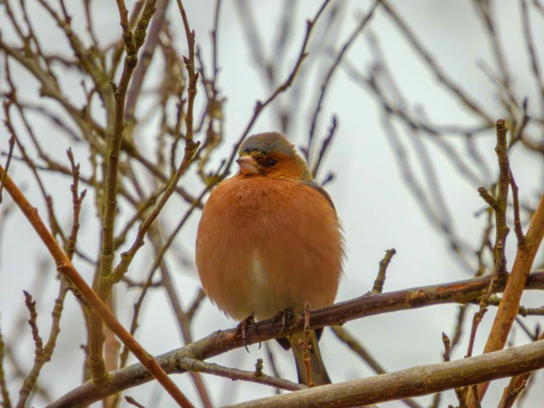 Waiting For Spring - While Winter Is Just Beginning