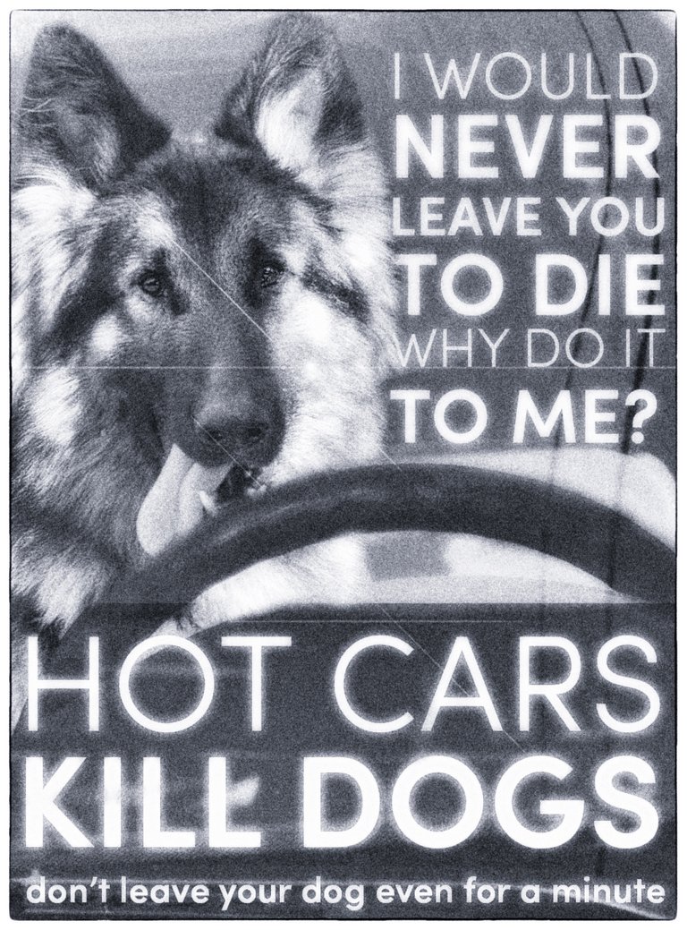 don't leave dogs in cars 1.jpg
