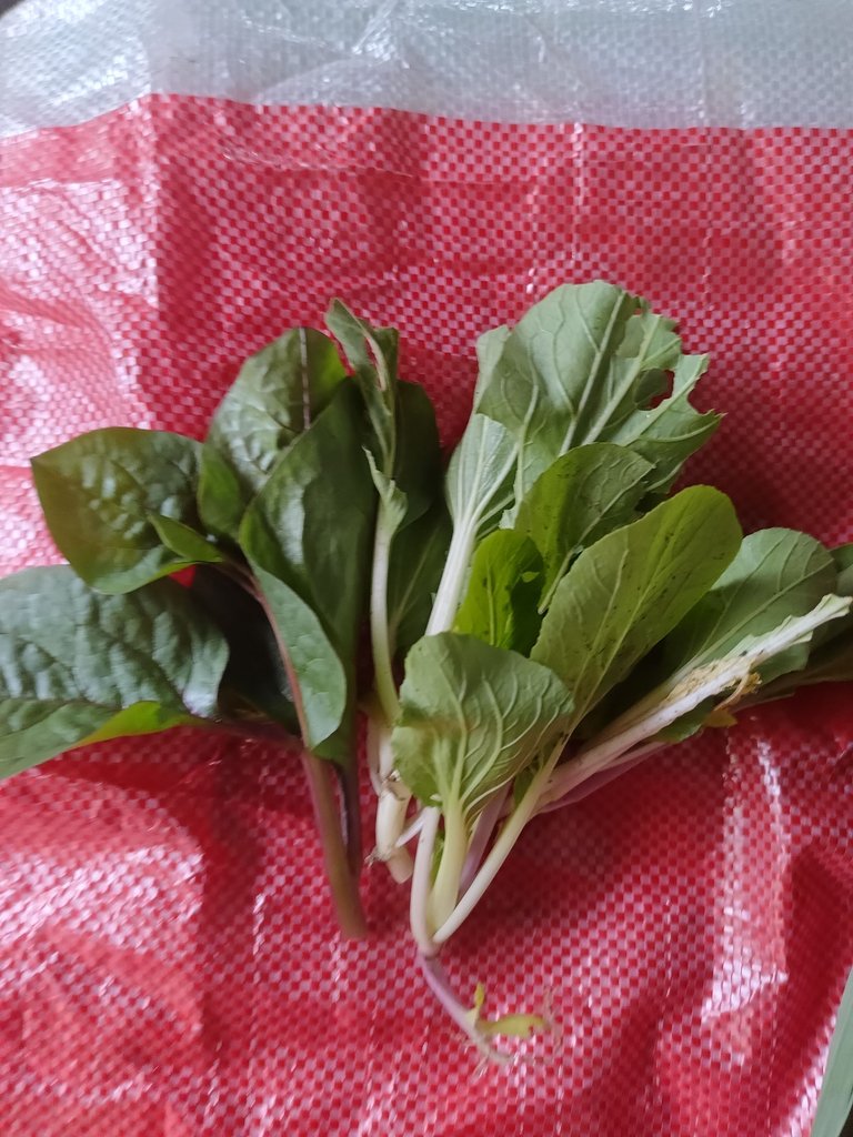 IMG20250804101615.jpg
