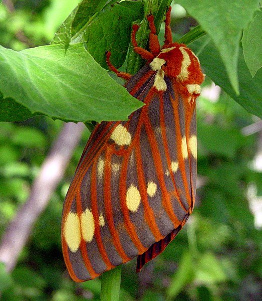 523pxRoyal_Walnut_MothCitheronia_regalis_TxCounty_Missouri.jpg