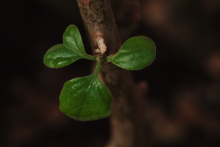 DSCF7938.jpg