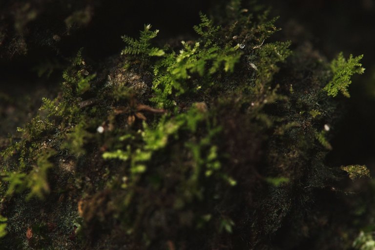 DSCF8574.jpg