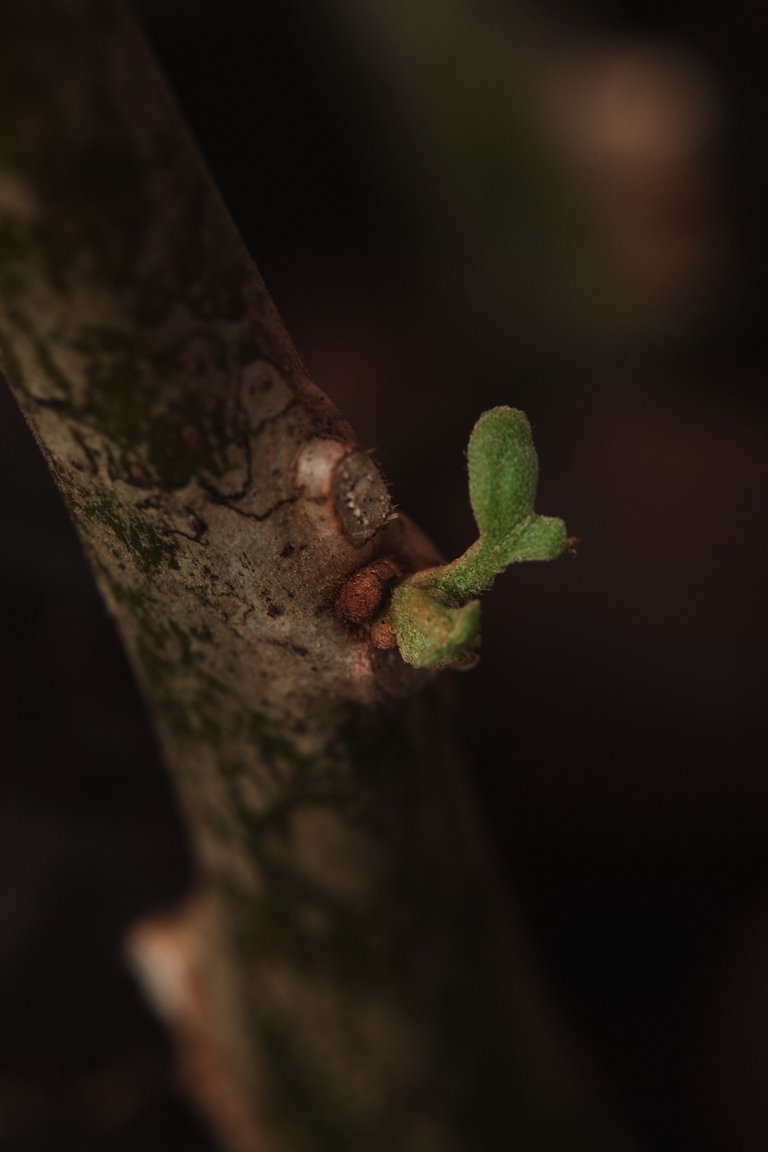 DSCF7904.jpg