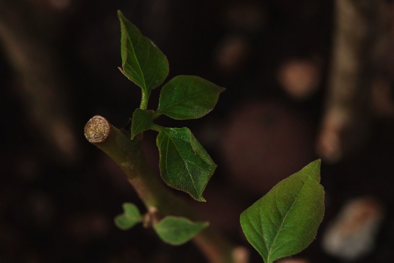 DSCF7886.jpg