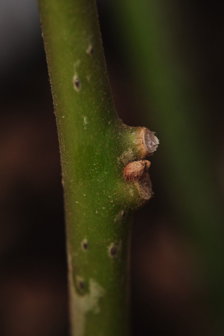 DSCF7922.jpg