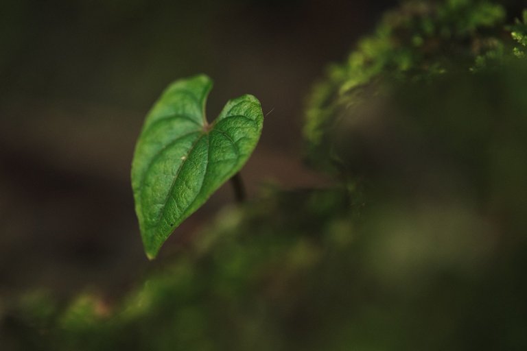 DSCF8591.jpg
