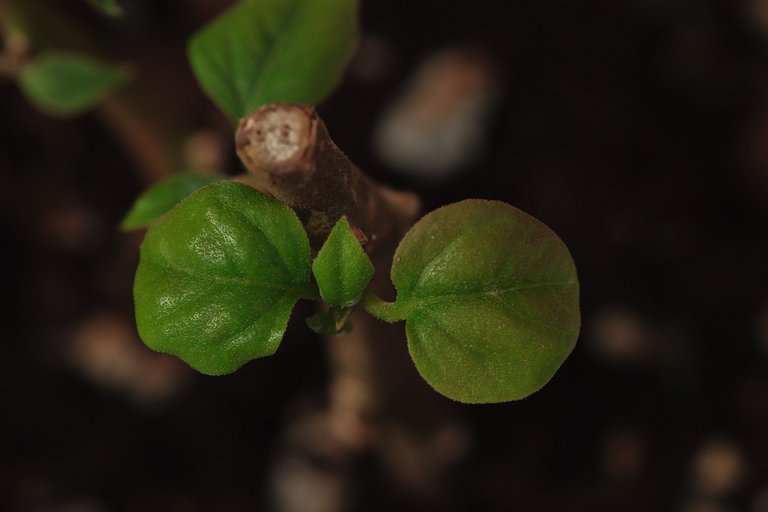 DSCF7885.jpg