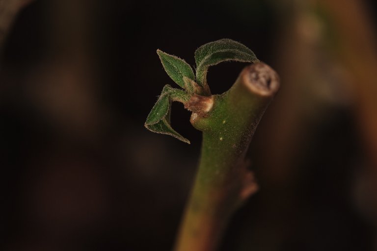 DSCF7942.jpg