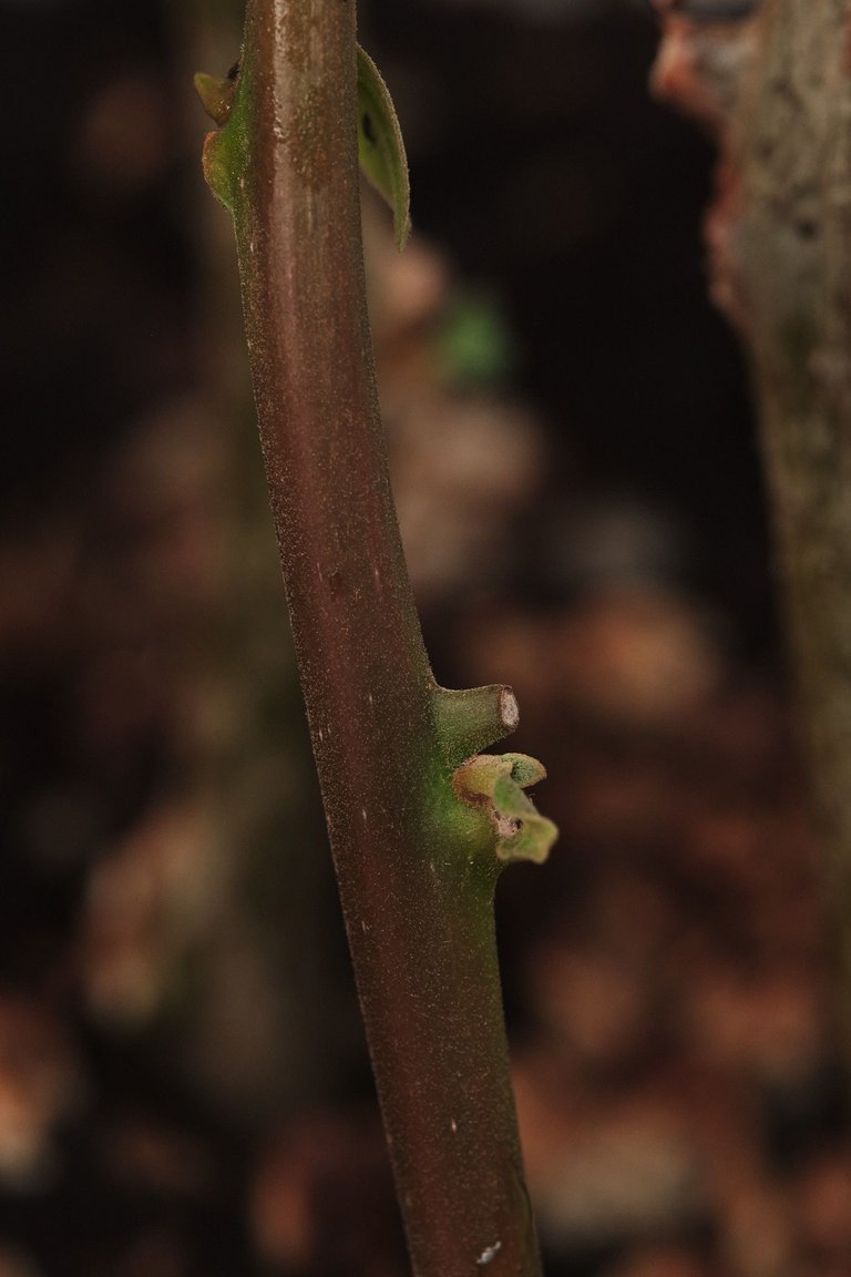 DSCF7916.jpg