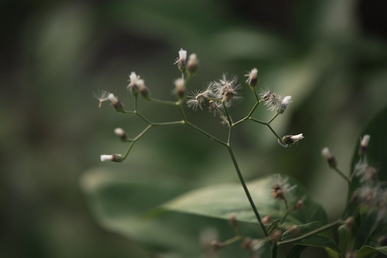 DSCF7220.jpg